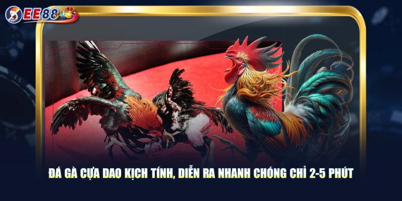 Đá gà cựa dao kịch tính, diễn ra nhanh chóng chỉ 2-5 phút