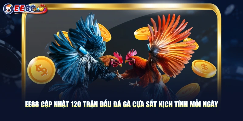 EE88 cập nhật 120 trận đấu đá gà cựa sắt kịch tính mỗi ngày
