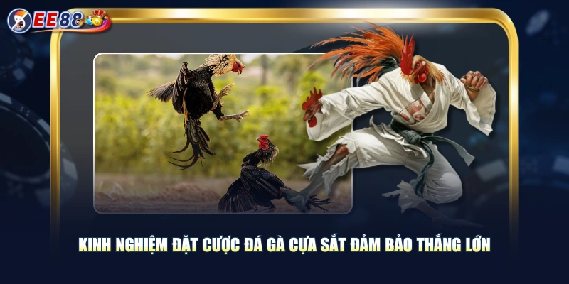 Kinh nghiệm đặt cược đá gà cựa sắt đảm bảo thắng lớn