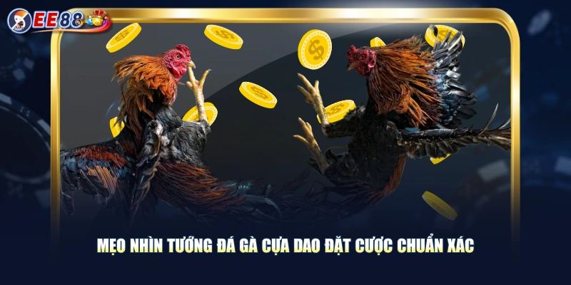 Mẹo nhìn tướng đá gà cựa dao đặt cược chuẩn xác