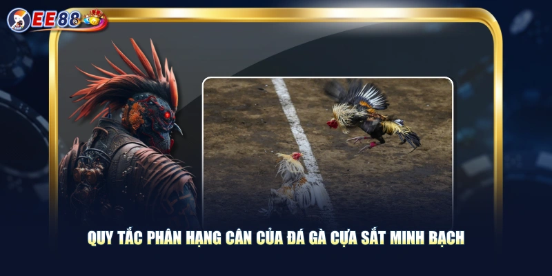 Quy tắc phân hạng cân của đá gà cựa sắt minh bạch