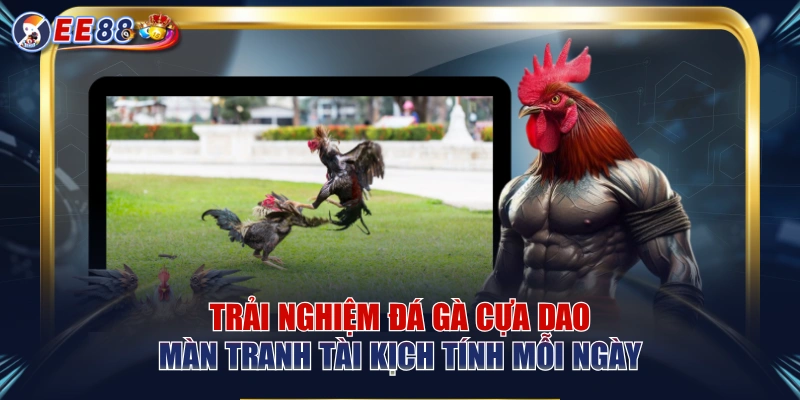 Trải Nghiệm Đá Gà Cựa Dao Màn Tranh Tài Kịch Tính Mỗi Ngày