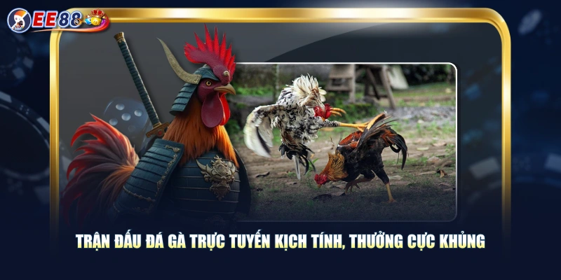 Trận đấu đá gà trực tuyến kịch tính, thưởng cực khủng